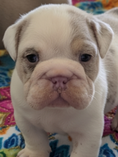 Marshmallow - French Bulldog