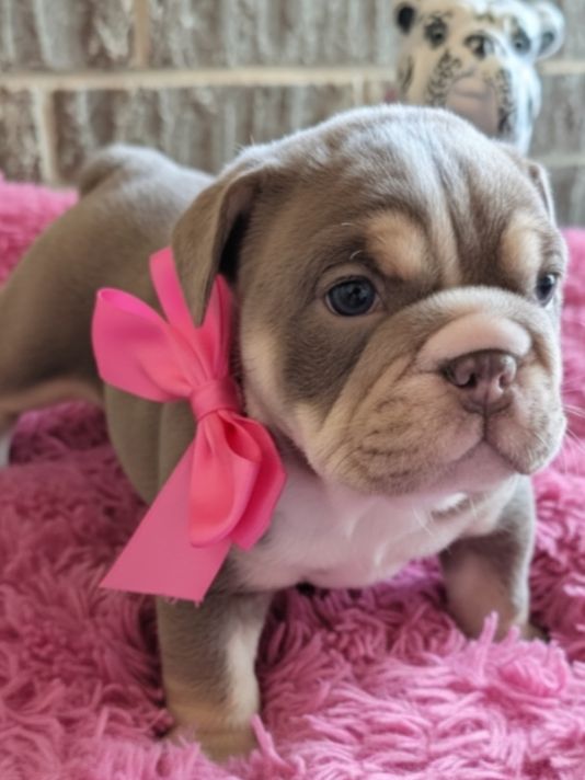 Misty Rose - English Bulldog