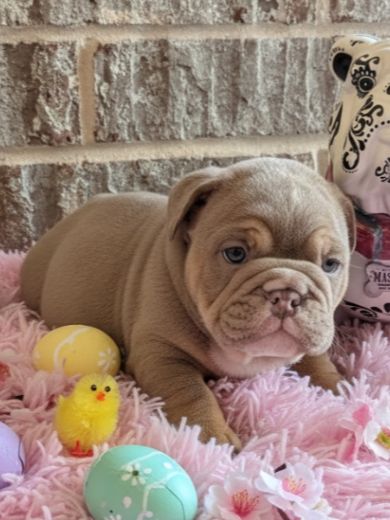 🌸 Blossom  - English Bulldog
