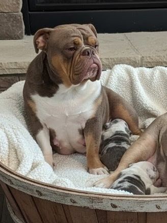River  - English Bulldog Dam