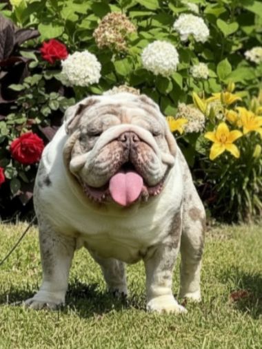 Ruthless - English Bulldog Sire