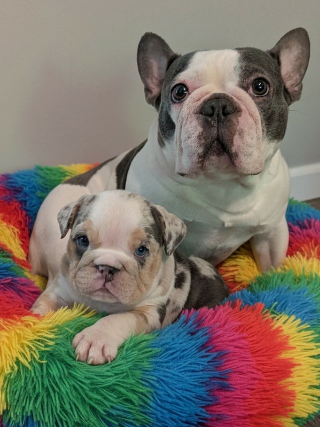 Apache - English Bulldog Dam