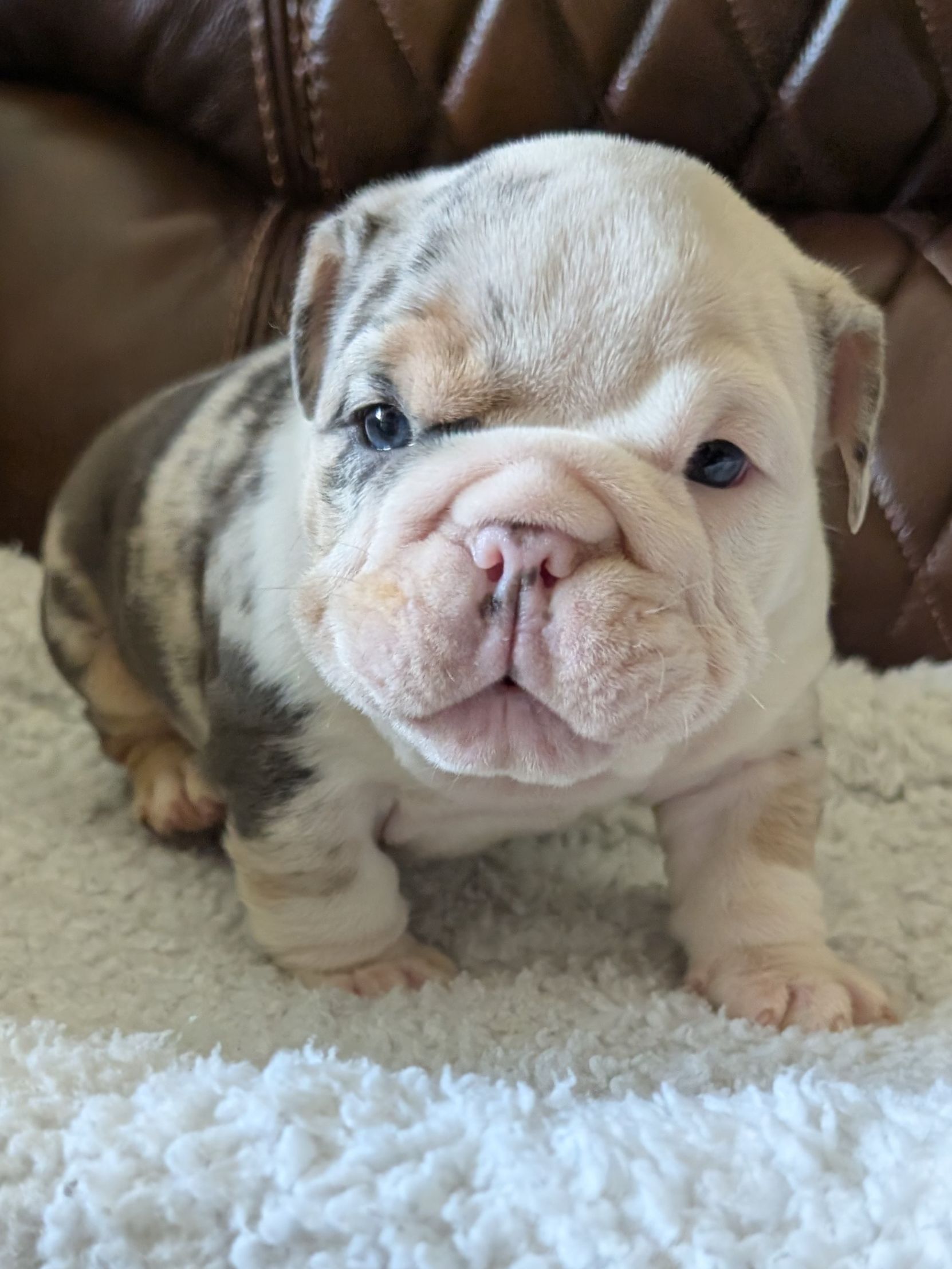 Jazzy - English Bulldog