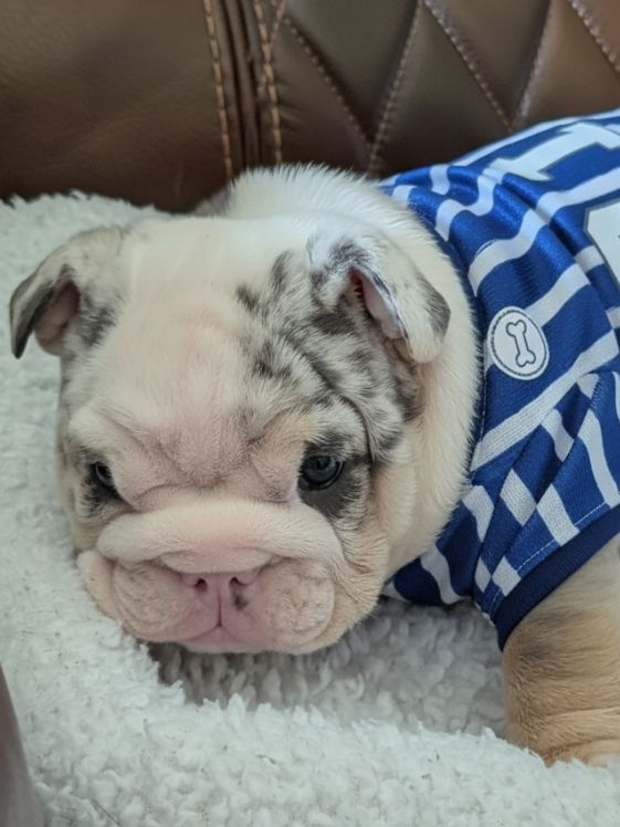 Jersey - English Bulldog