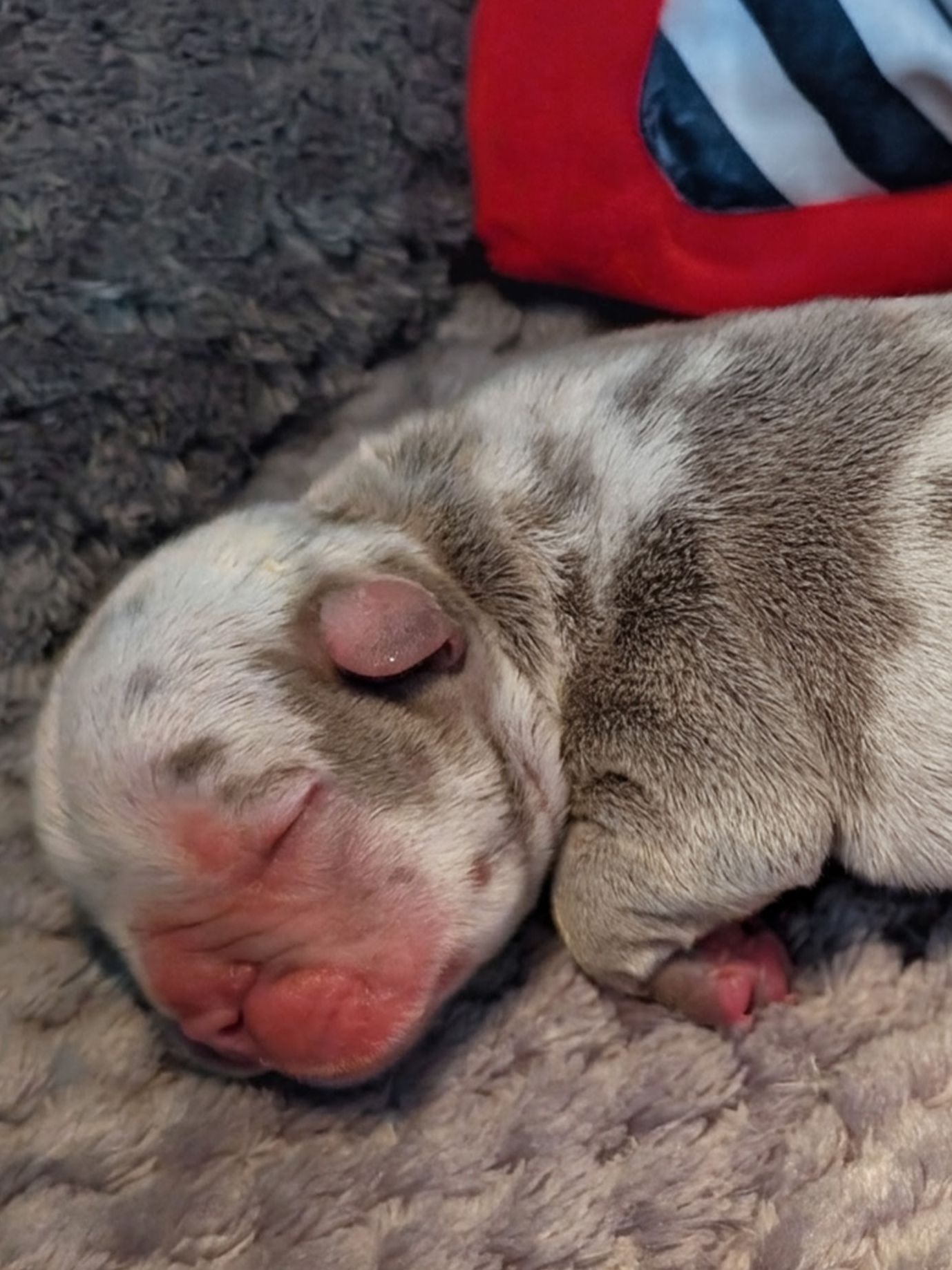 Bear Bear - French Bulldog