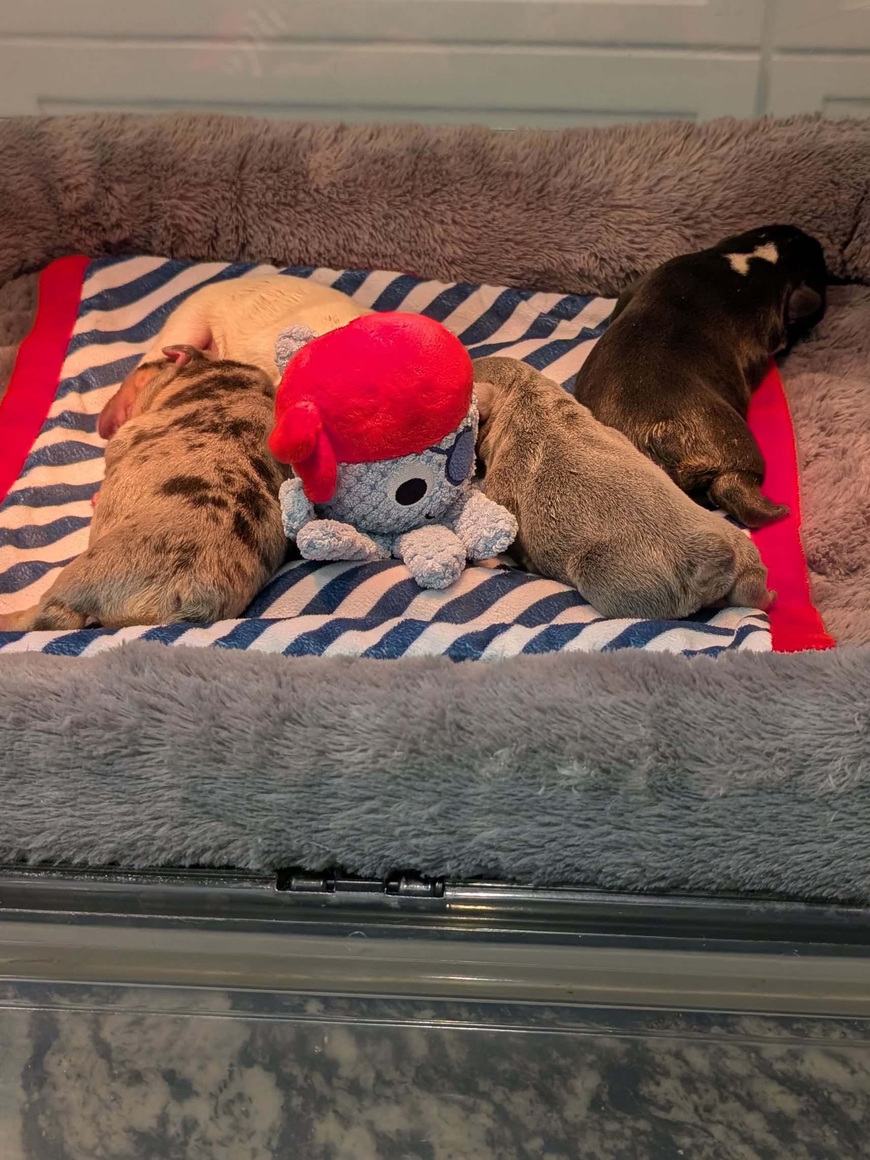 Puppies - French Bulldog
