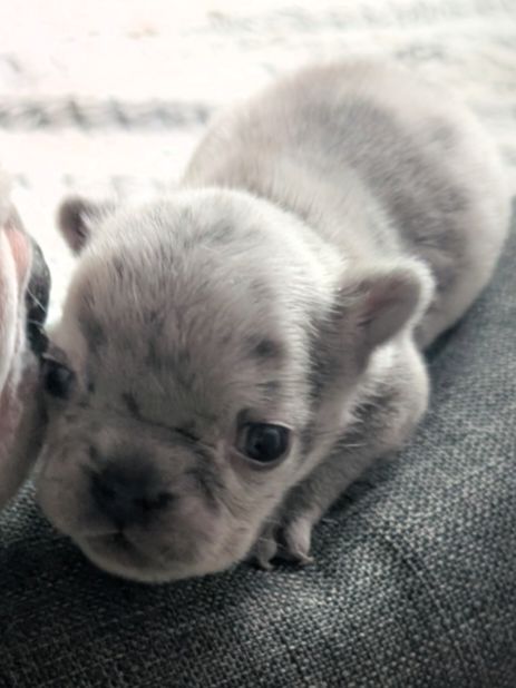 Bear Bear - French Bulldog