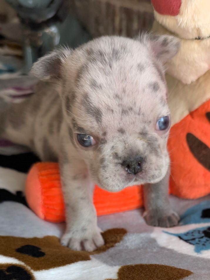 Bear Bear - French Bulldog