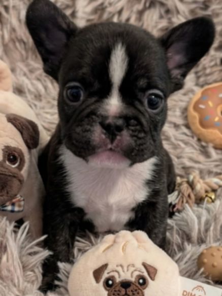 Past Puppies gallery photo