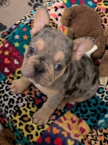 Past Puppies gallery photo