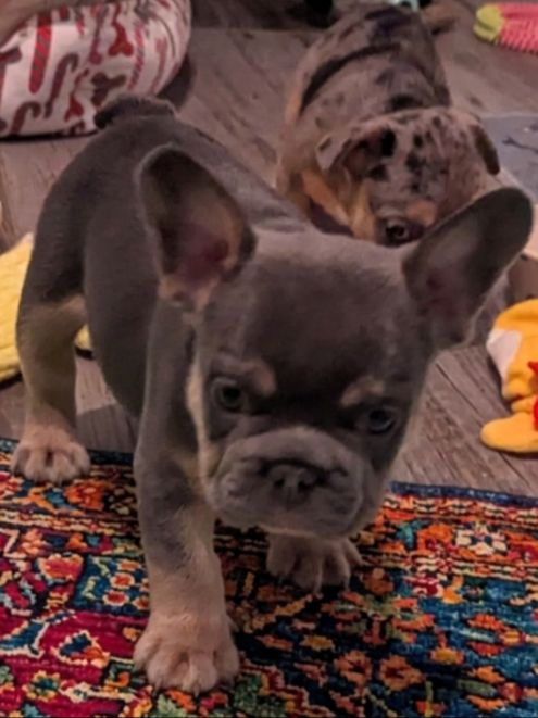Past Puppies gallery photo