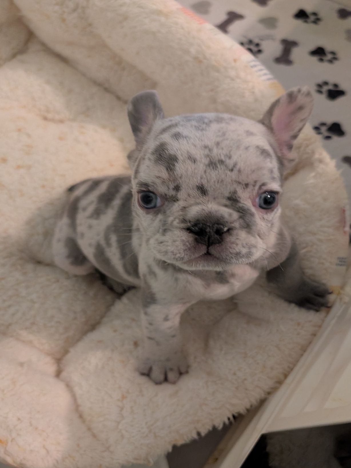 Past Puppies gallery photo
