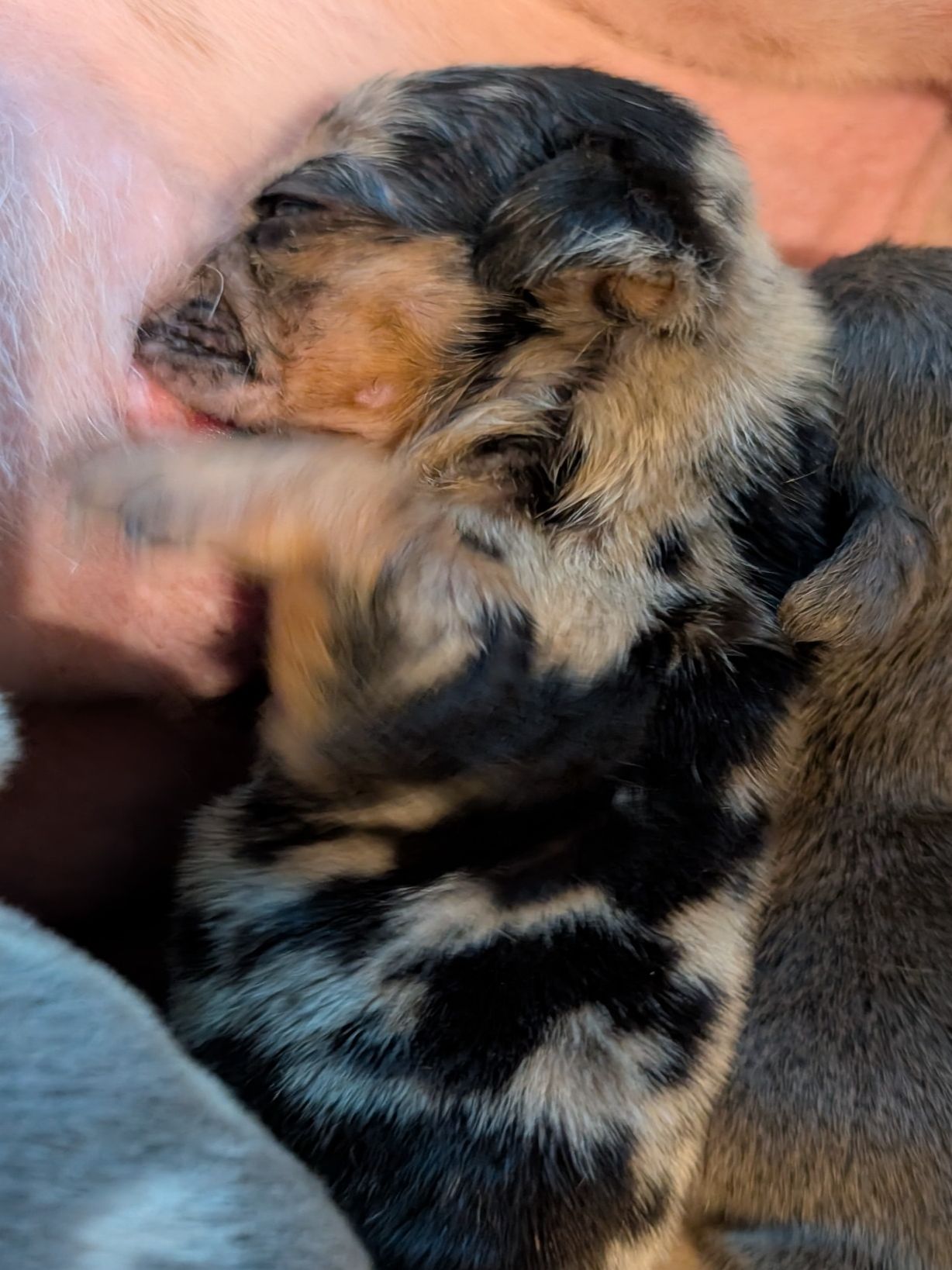 Past Puppies gallery photo