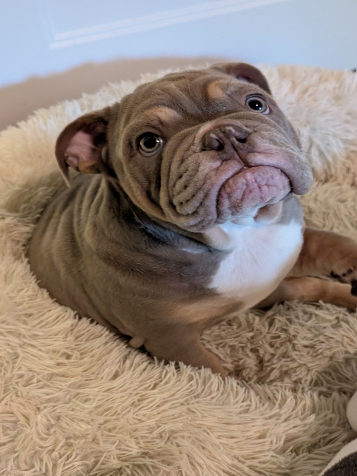 Past Puppies gallery photo