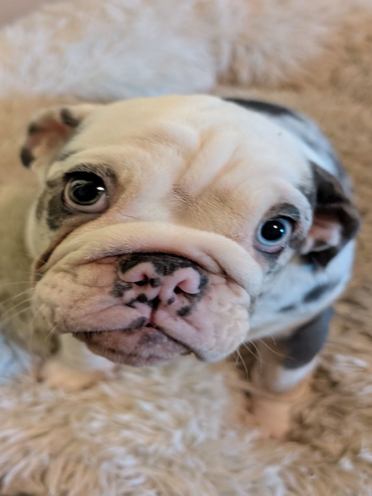 Past Puppies gallery photo
