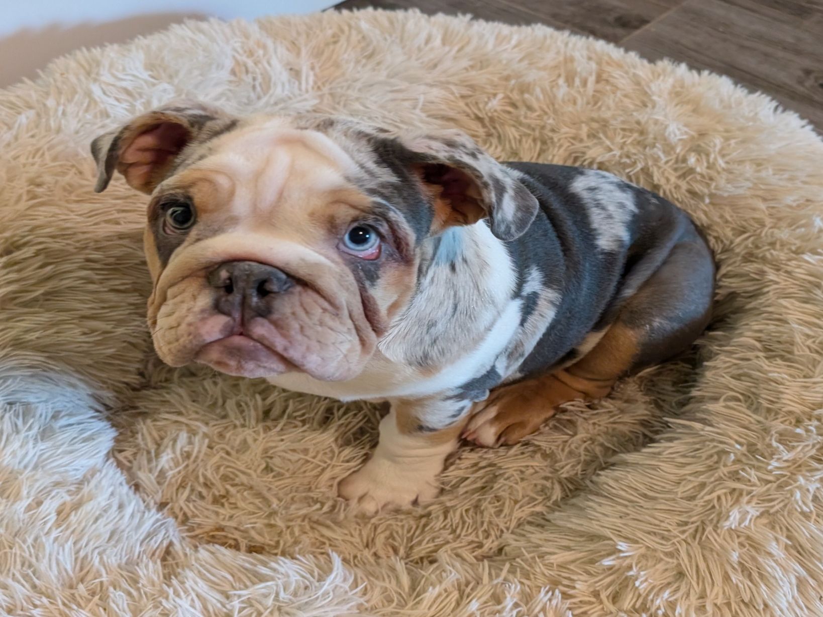 Past Puppies gallery photo