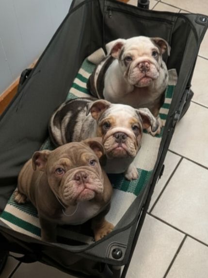 Past Puppies gallery photo