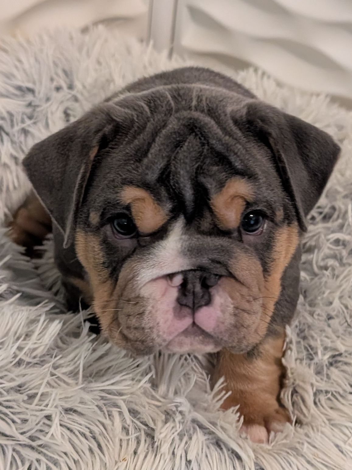 Past Puppies gallery photo