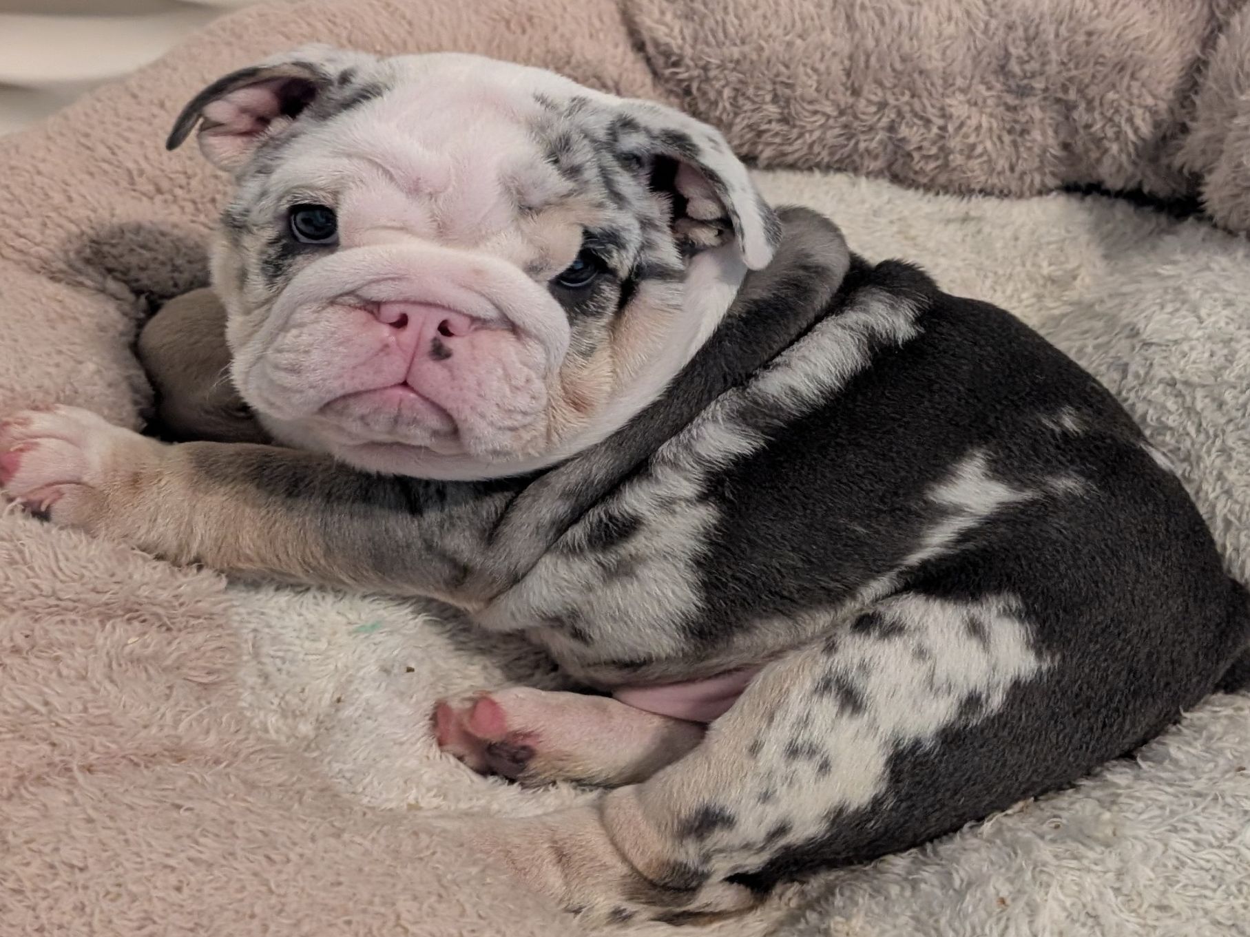 Past Puppies gallery photo
