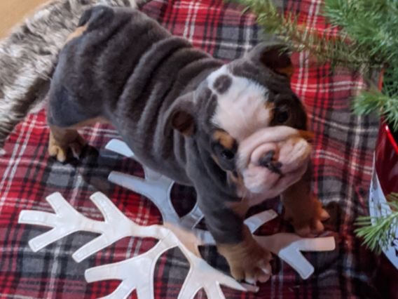 Past Puppies gallery photo