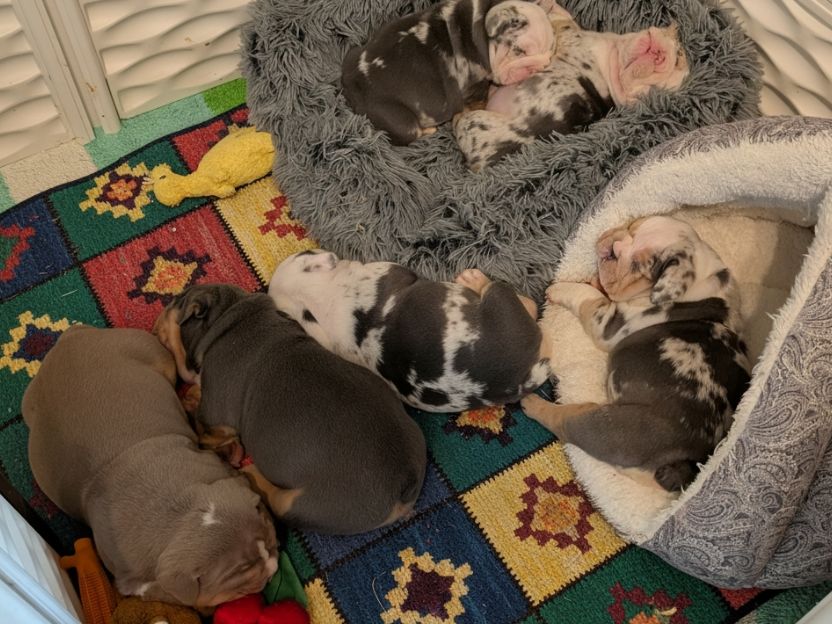 Past Puppies gallery photo