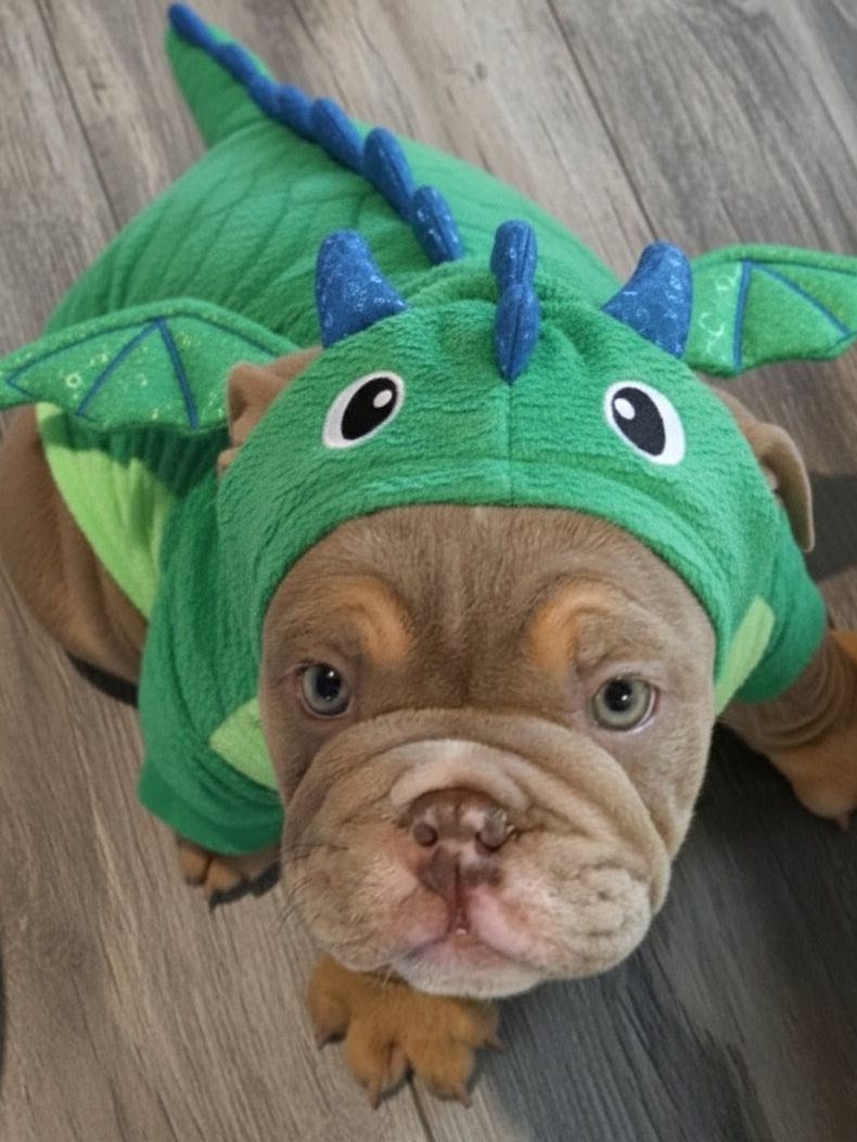 Past Puppies gallery photo