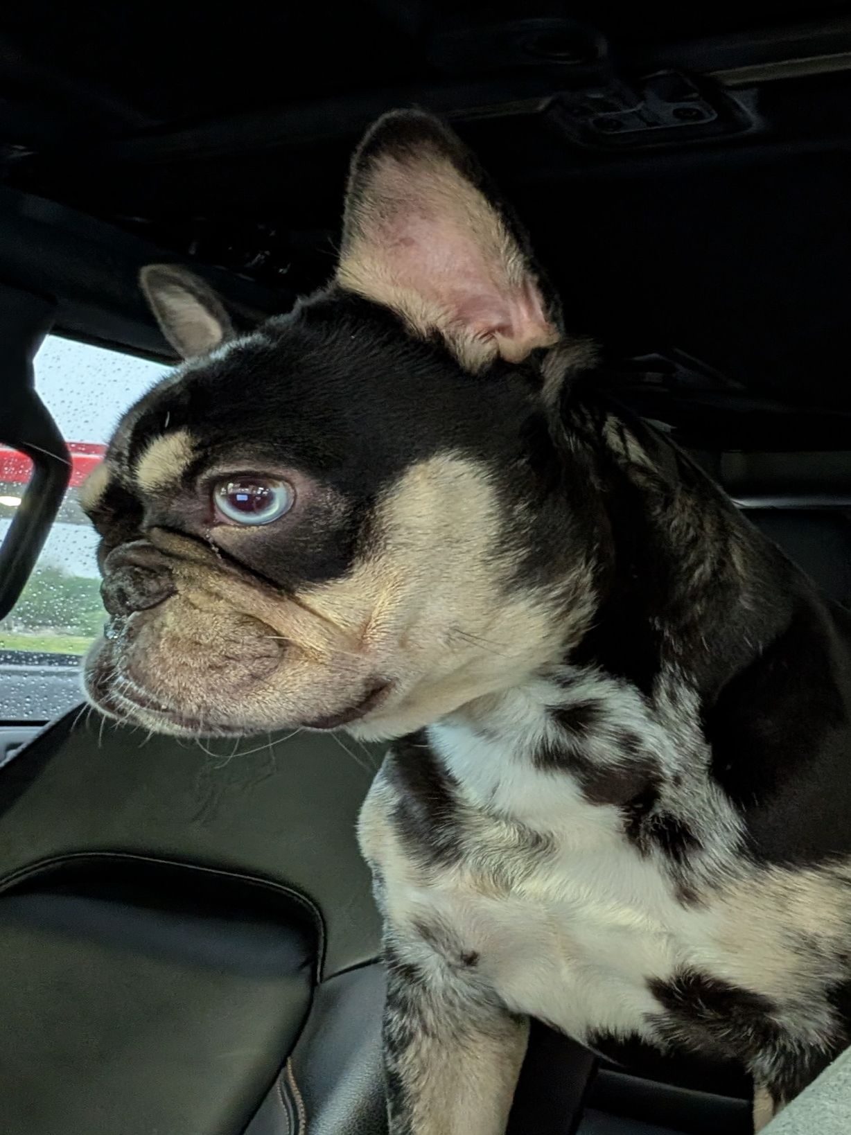 Past Puppies gallery photo