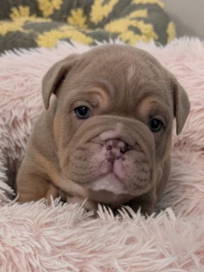 Past Puppies gallery photo