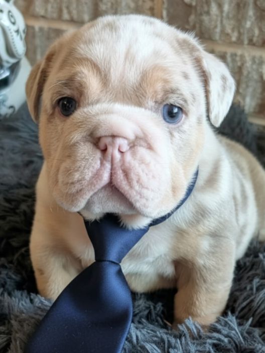 Past Puppies gallery photo