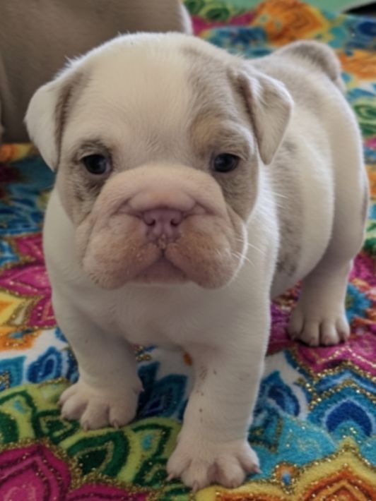 Past Puppies gallery photo