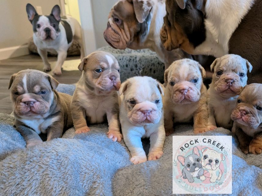 Past Puppies gallery photo