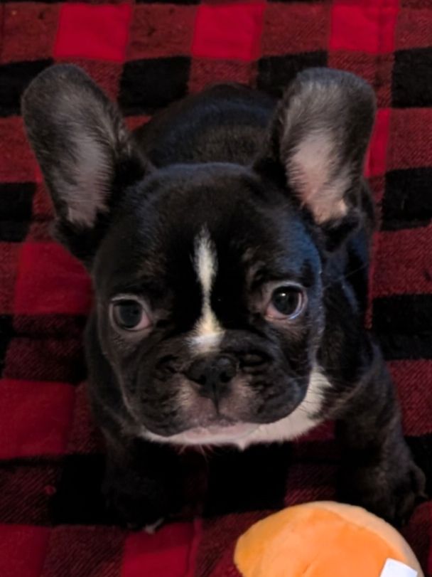 Panther - French Bulldog