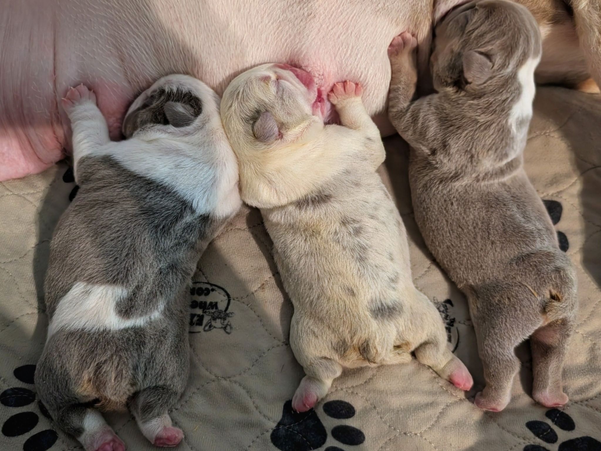 New puppies - English Bulldog