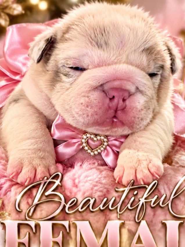 Reba - English Bulldog