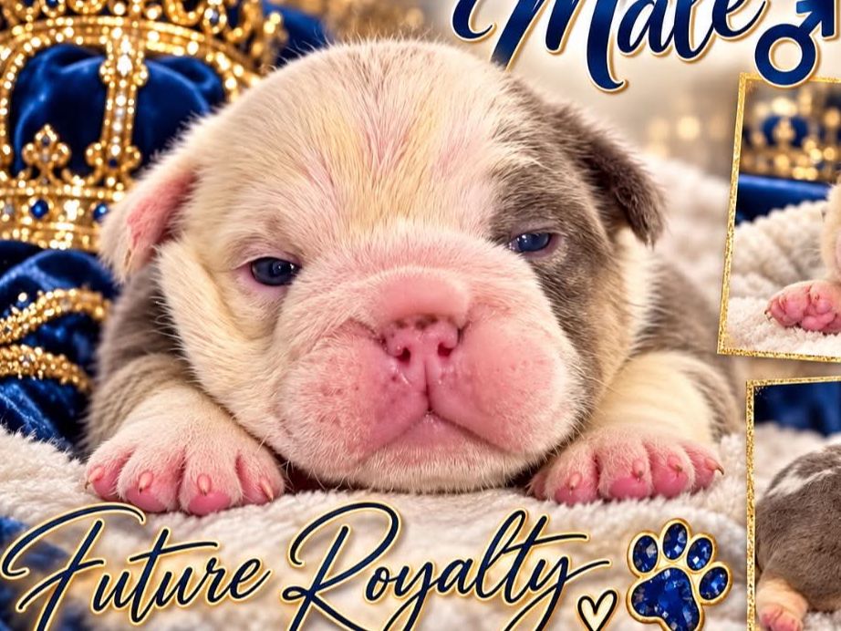 Roman - English Bulldog