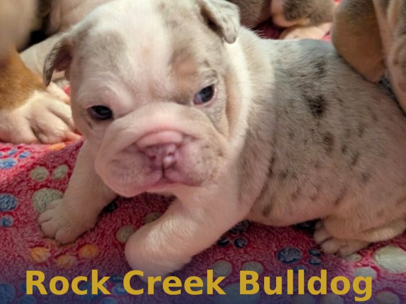 Reba - English Bulldog